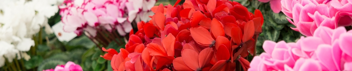 Cyclamen photo