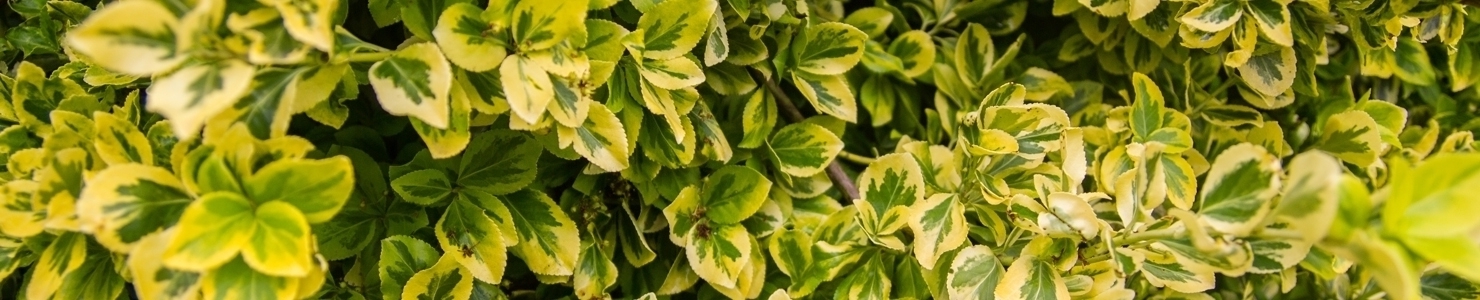 Euonymus photo