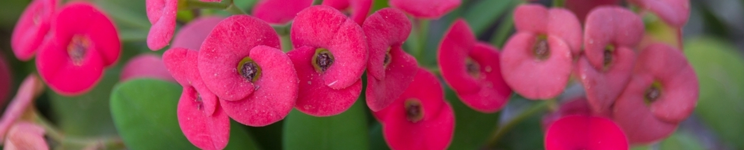 Euphorbia photo