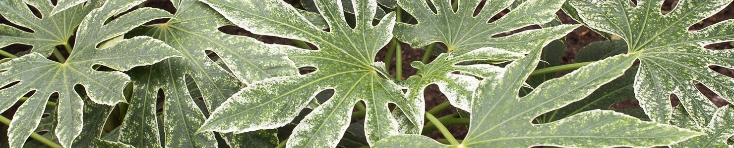 Fatsia Foto