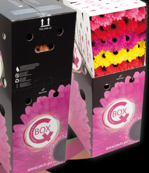 Mix gerbera in Q-box.