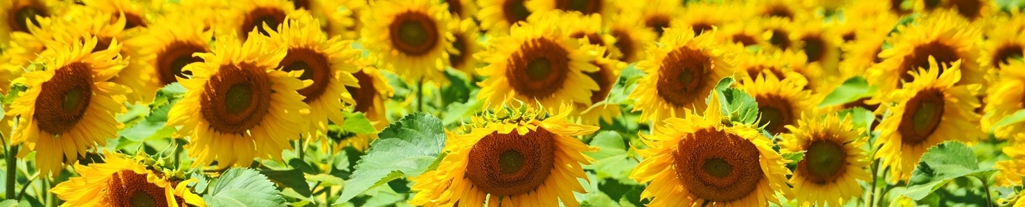 Helianthus photo