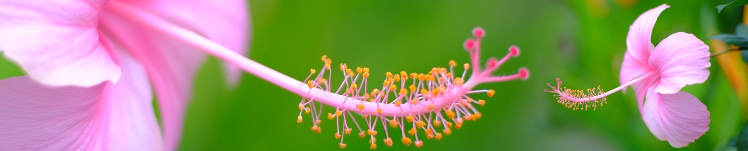 Hibiscus photo