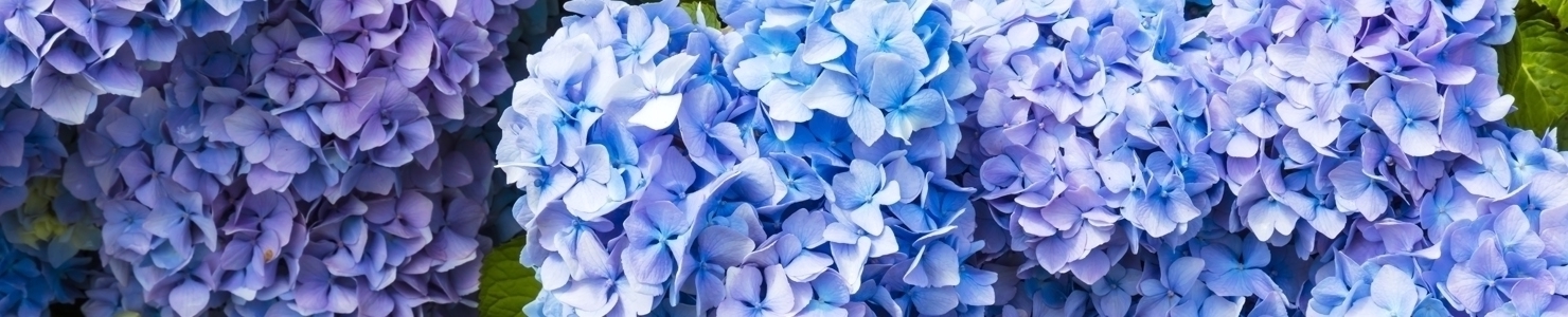 Hydrangea photo