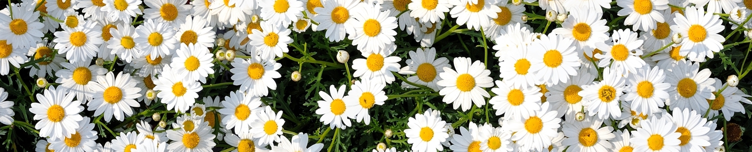 Leucanthemum photo