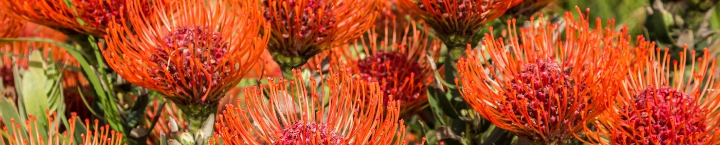 Leucospermum Foto