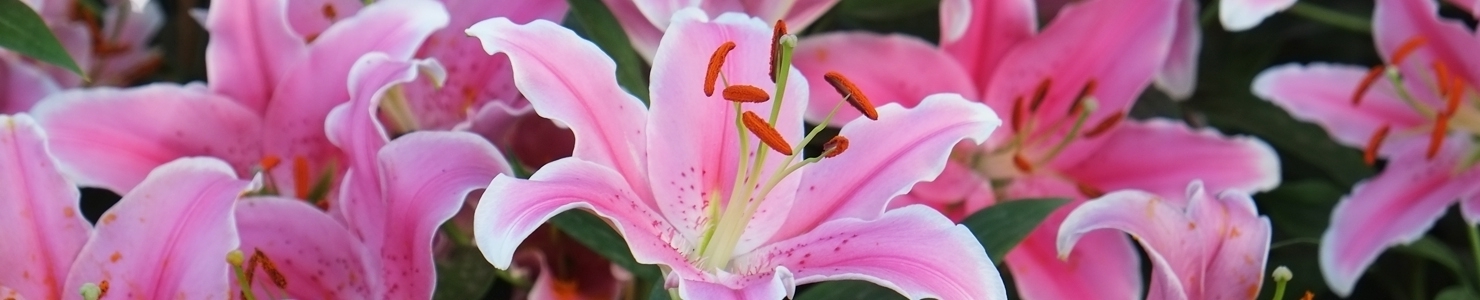 Lilium photo