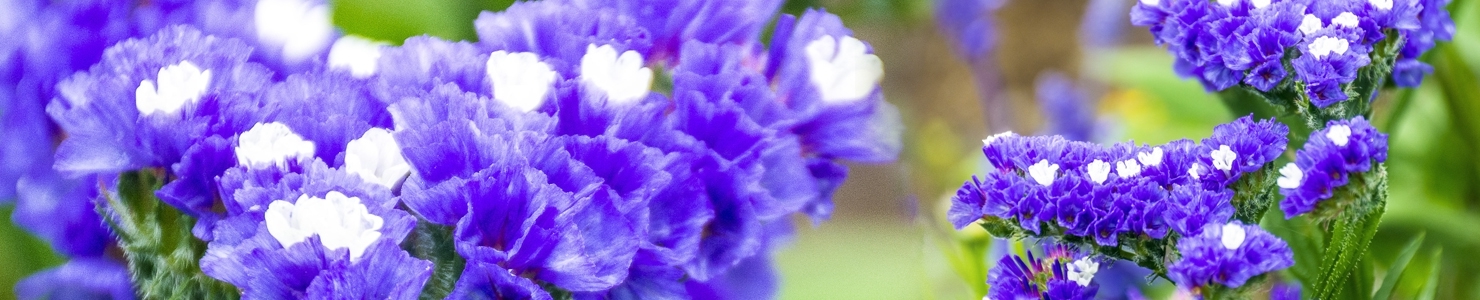 Limonium photo