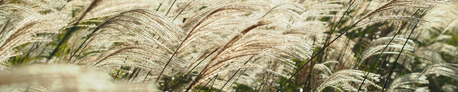 Miscanthus photo