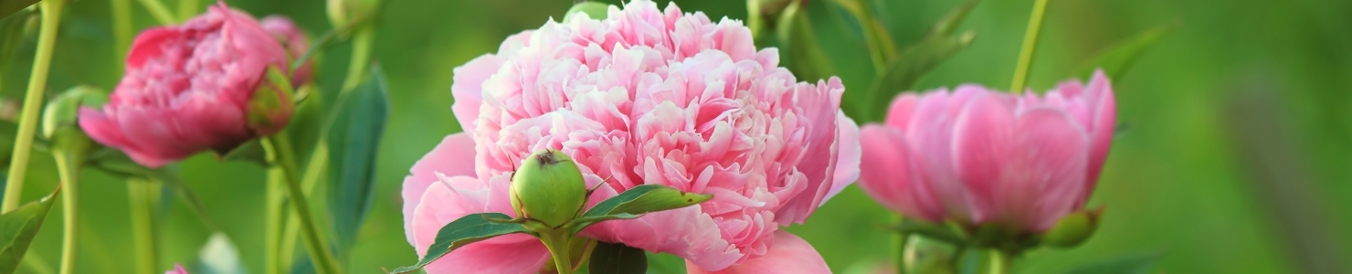 Paeonia photo