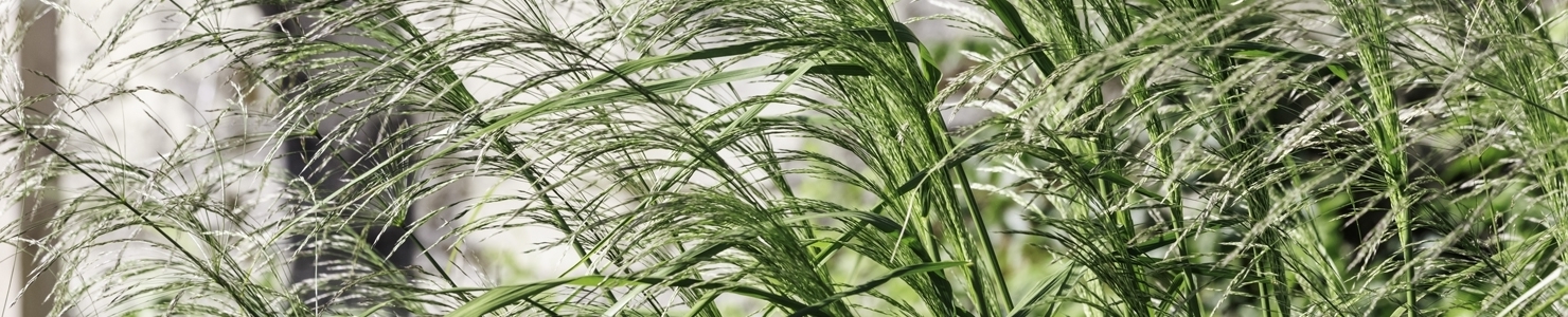 Panicum photo