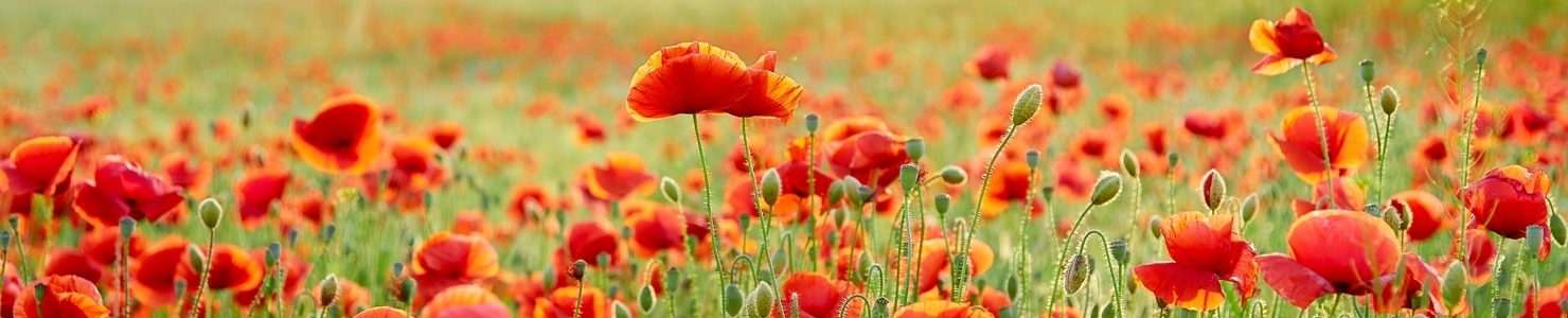 Papaver photo