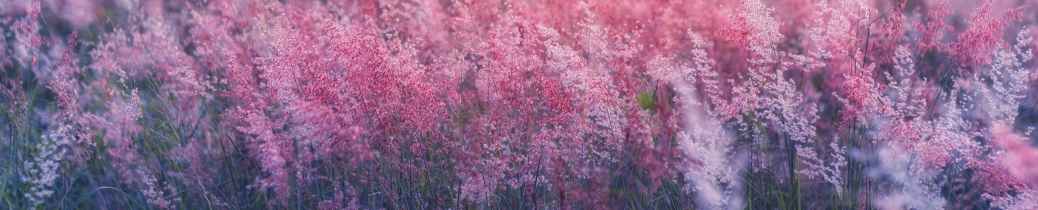 Pennisetum photo