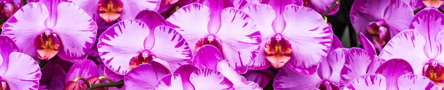 Phalaenopsis photo