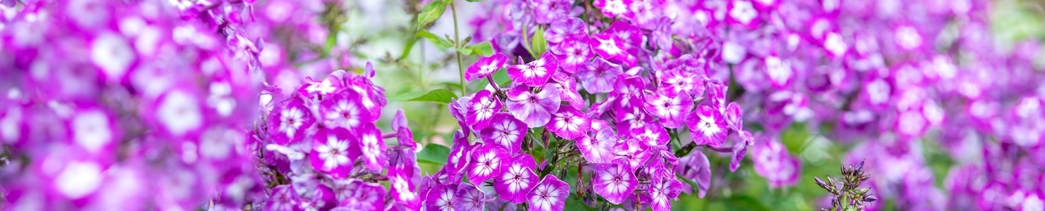 Phlox photo