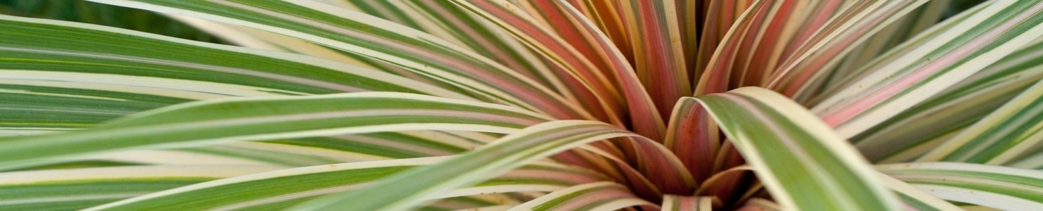 Phormium photo