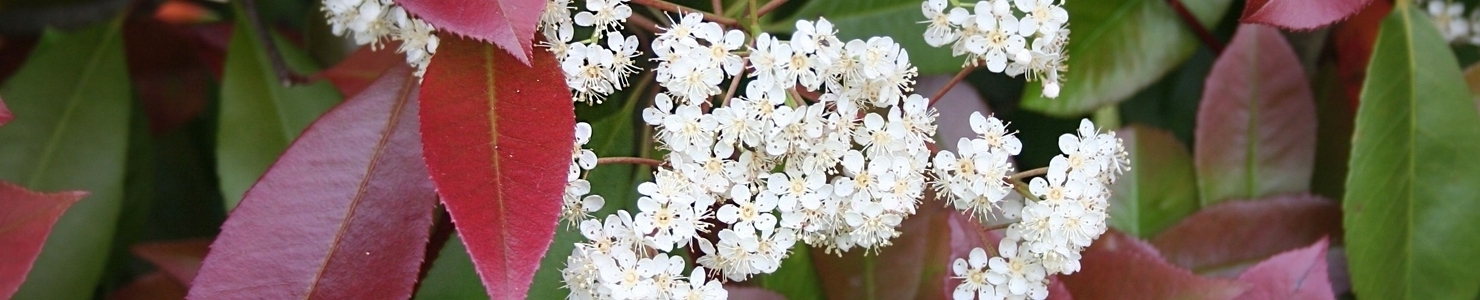 Photinia Foto