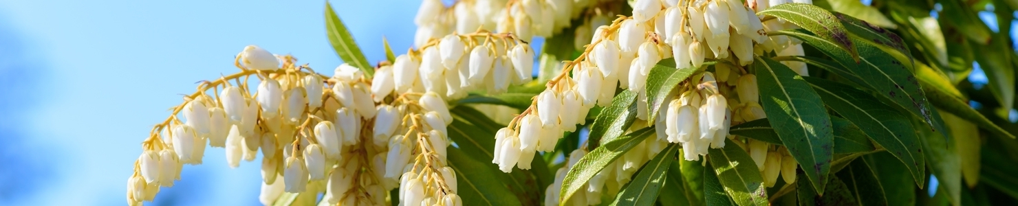 Pieris photo