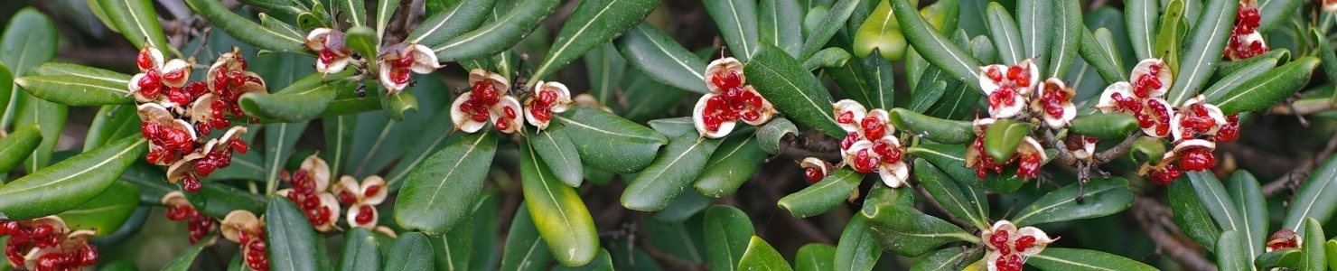 Pittosporum photo