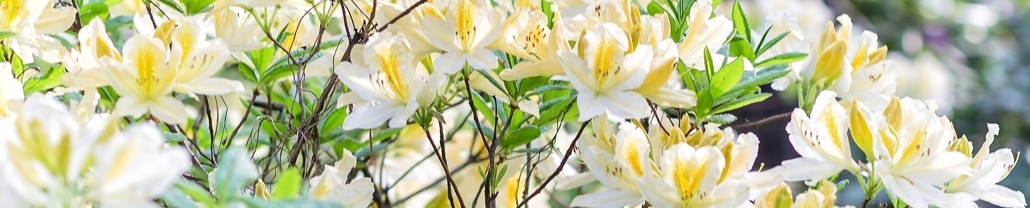 Rhododendron photo