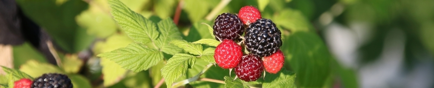 Rubus Foto