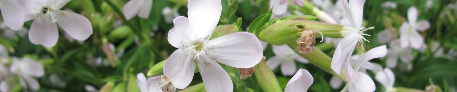 Saponaria photo