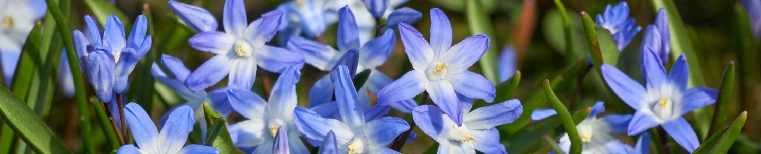 Scilla photo