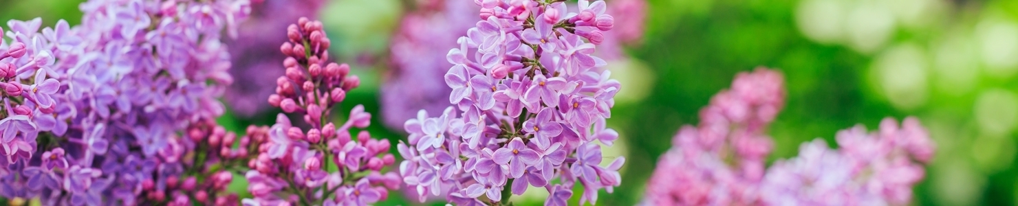 Syringa photo