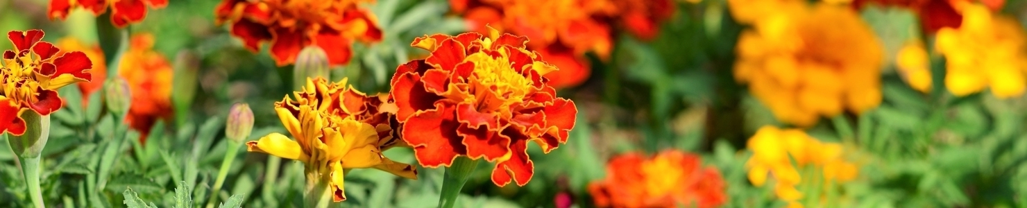 Tagetes photo