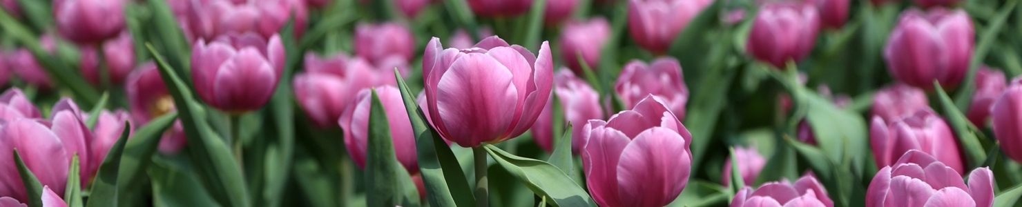 Tulipa Foto