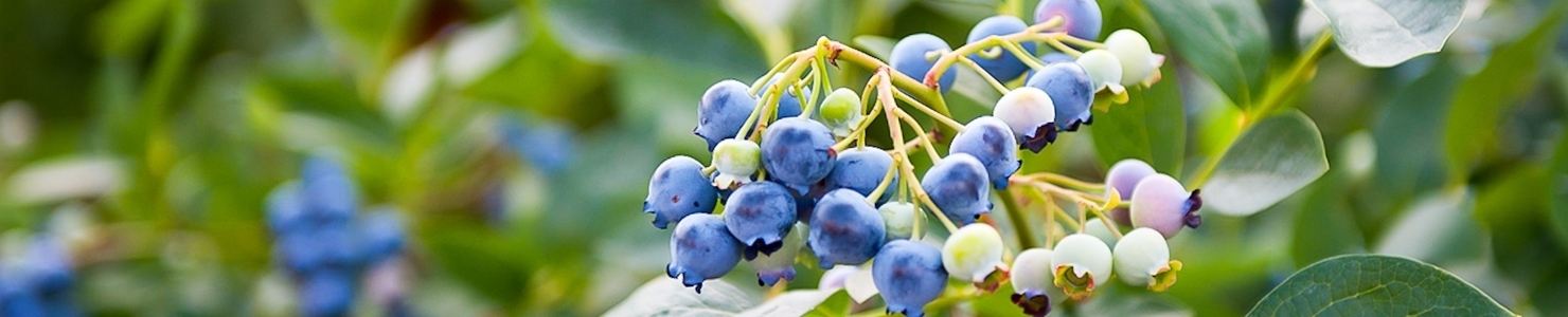 Vaccinium Foto