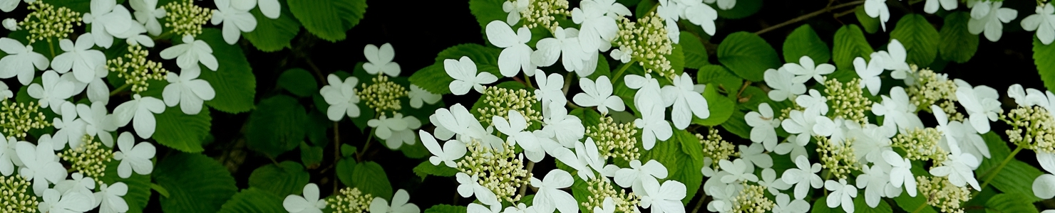 Viburnum trekheesters photo