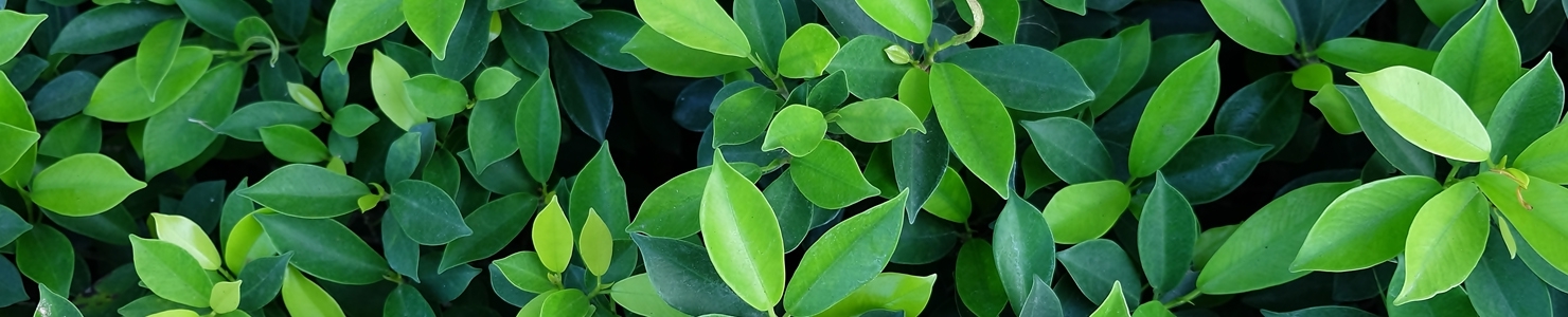 Ficus photo