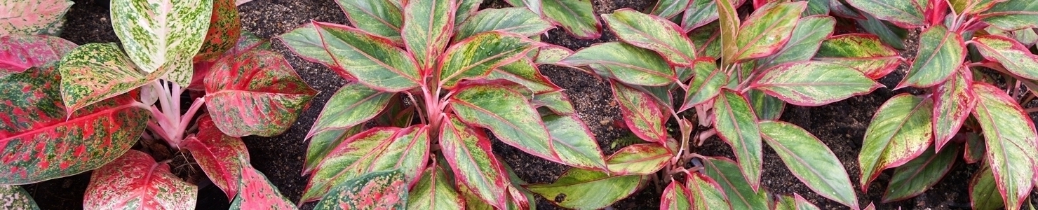 Aglaonema Foto