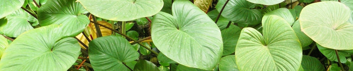 Alocasia photo