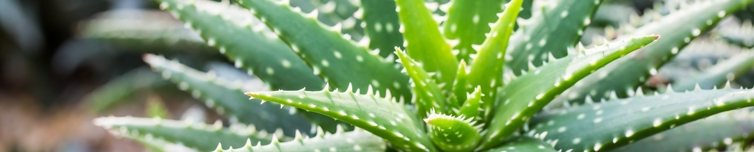 Aloe photo