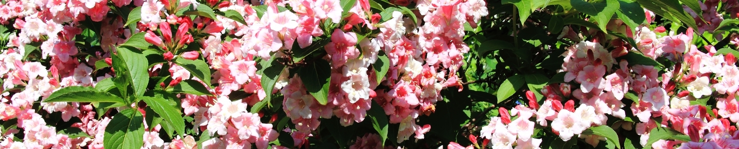 Weigela photo