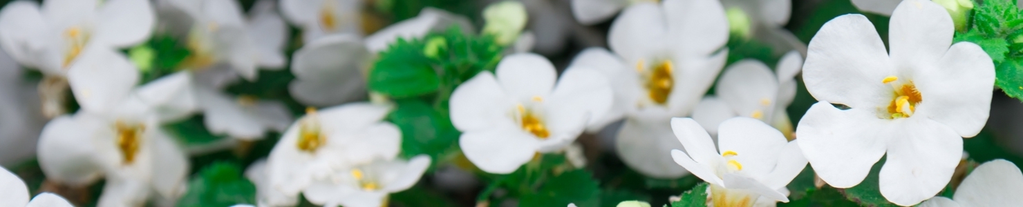 Bacopa photo