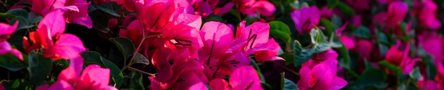 Bougainvillea photo