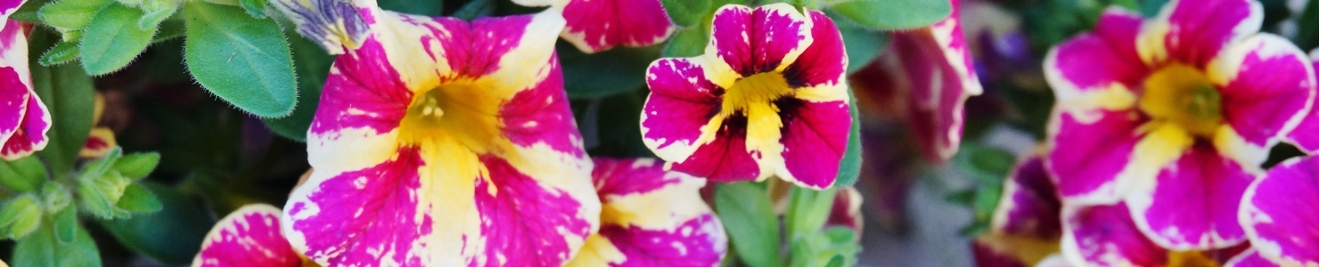 Calibrachoa photo