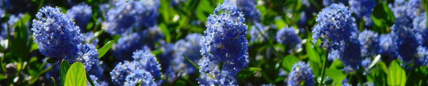 Ceanothus photo