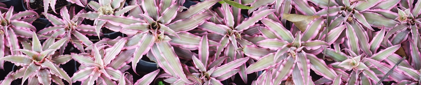 Cryptanthus photo