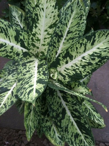 Dieffenbenbachia Foto