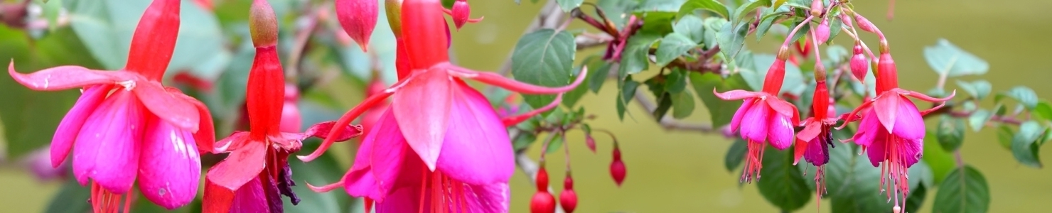 Fuchsia photo