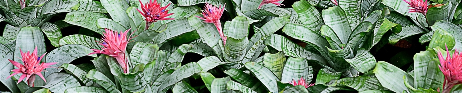 Guzmania photo