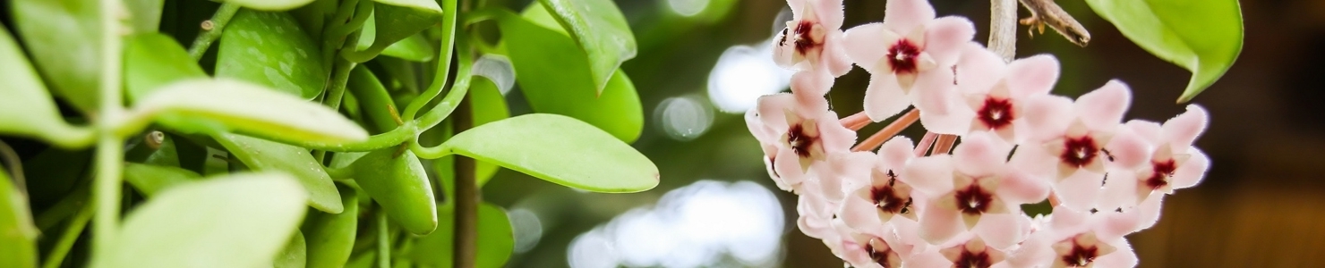 Hoya Foto