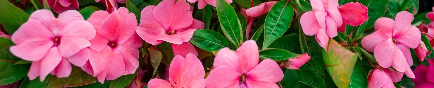 Impatiens фото