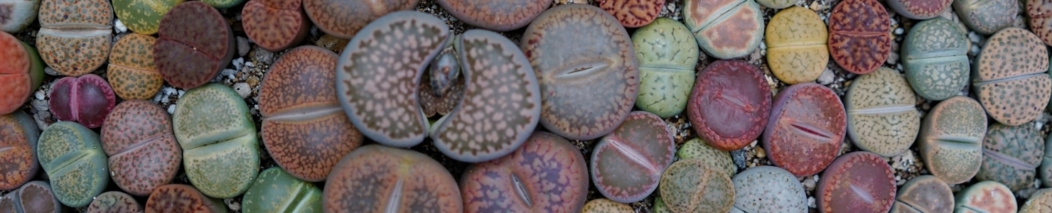 Lithops photo