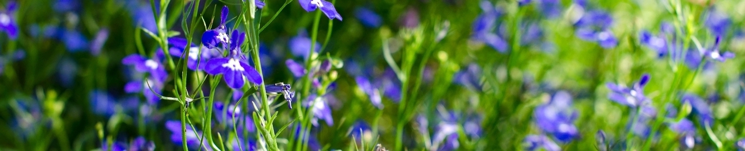 Lobelia photo