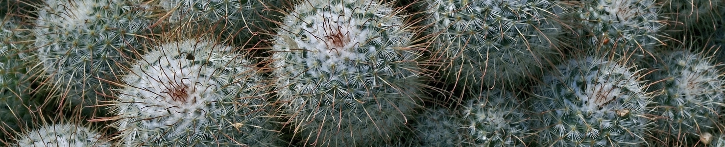 Mammillaria photo